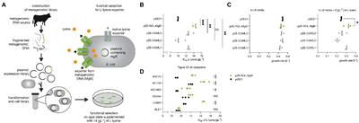 A Novel Efficient L-Lysine Exporter Identified by Functional Metagenomics